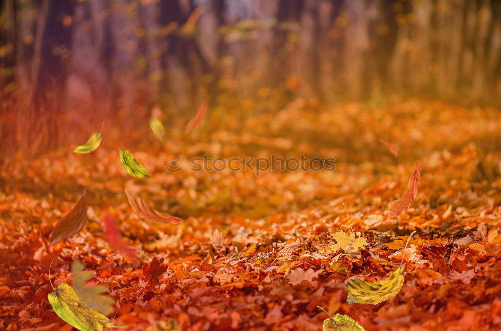 Similar – Autumn leaves Nature Leaf