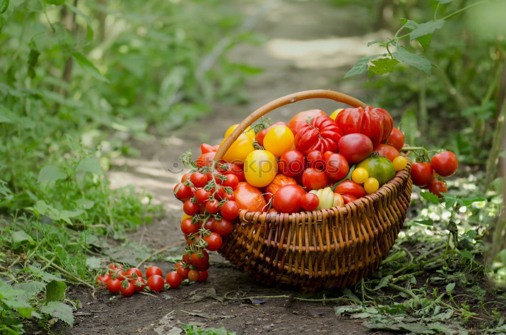 Similar – Picked tomatoes in crates