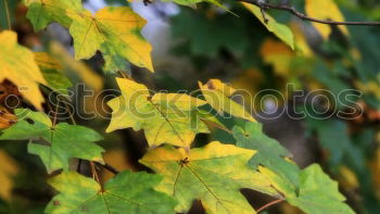 Similar – FOLIAGE CASES Return