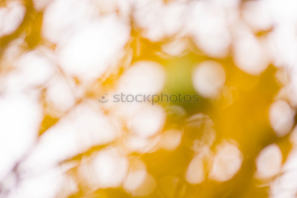 Similar – Beech leaves in warm October light