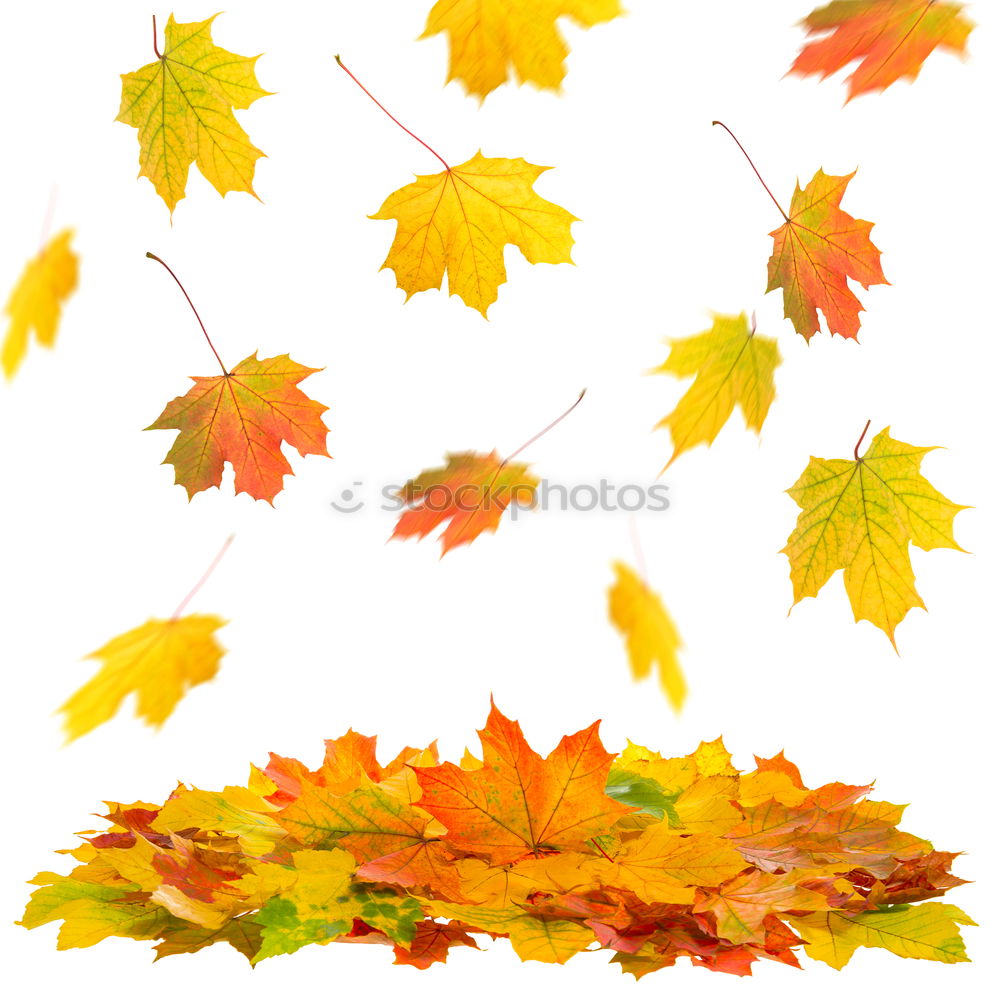 Similar – Image, Stock Photo in love in autumn Plant