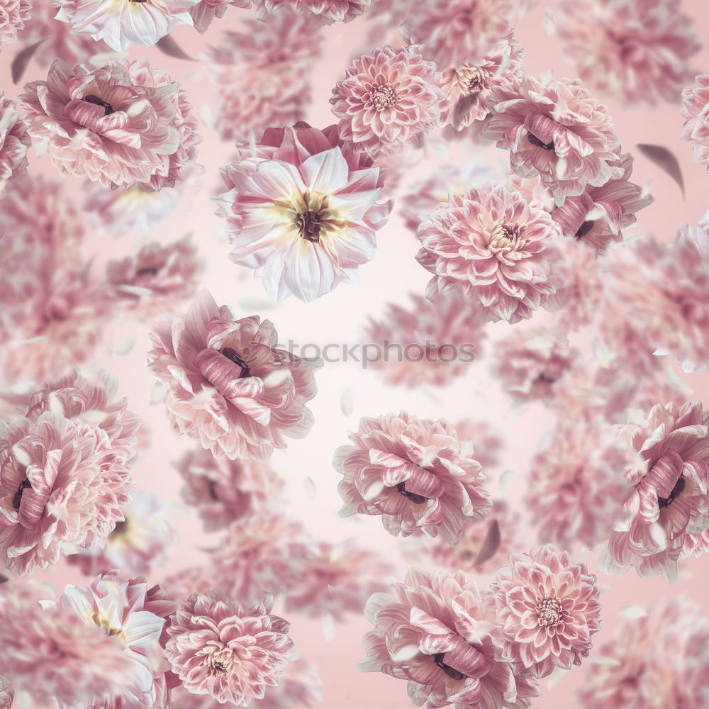 Pastell rosa Blumen Hintergrund