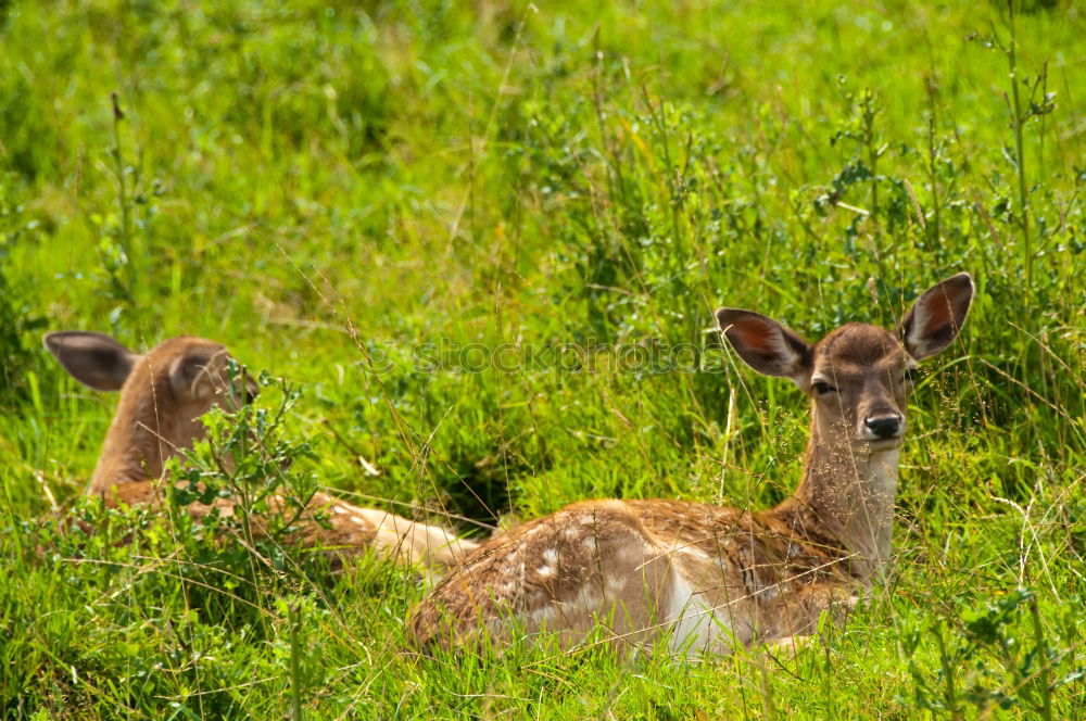 Similar – Image, Stock Photo We are family Meadow