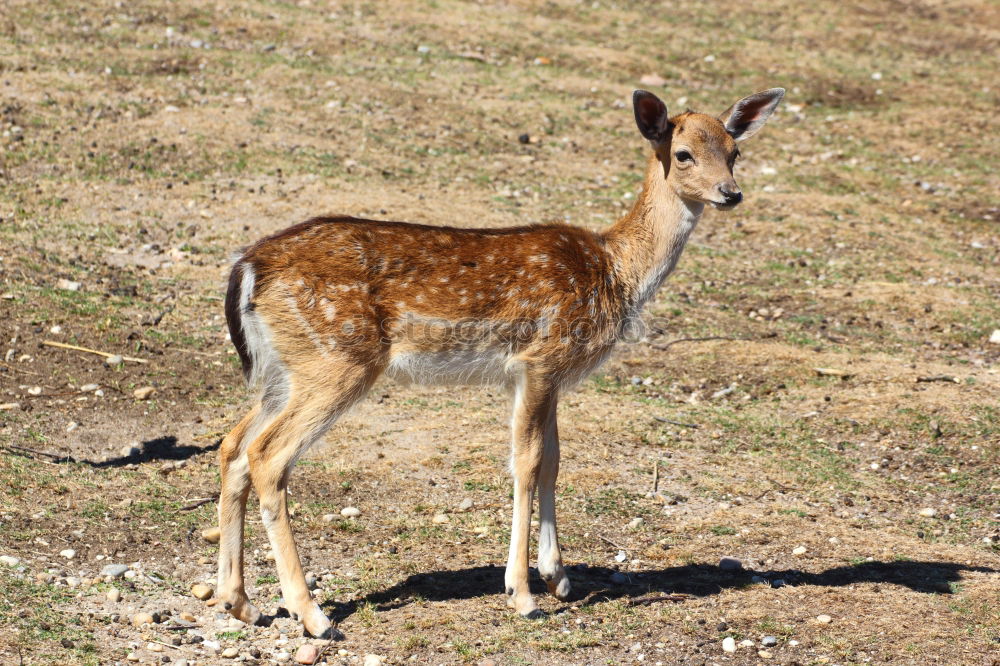 Similar – miezekatze. Hirsche Reh