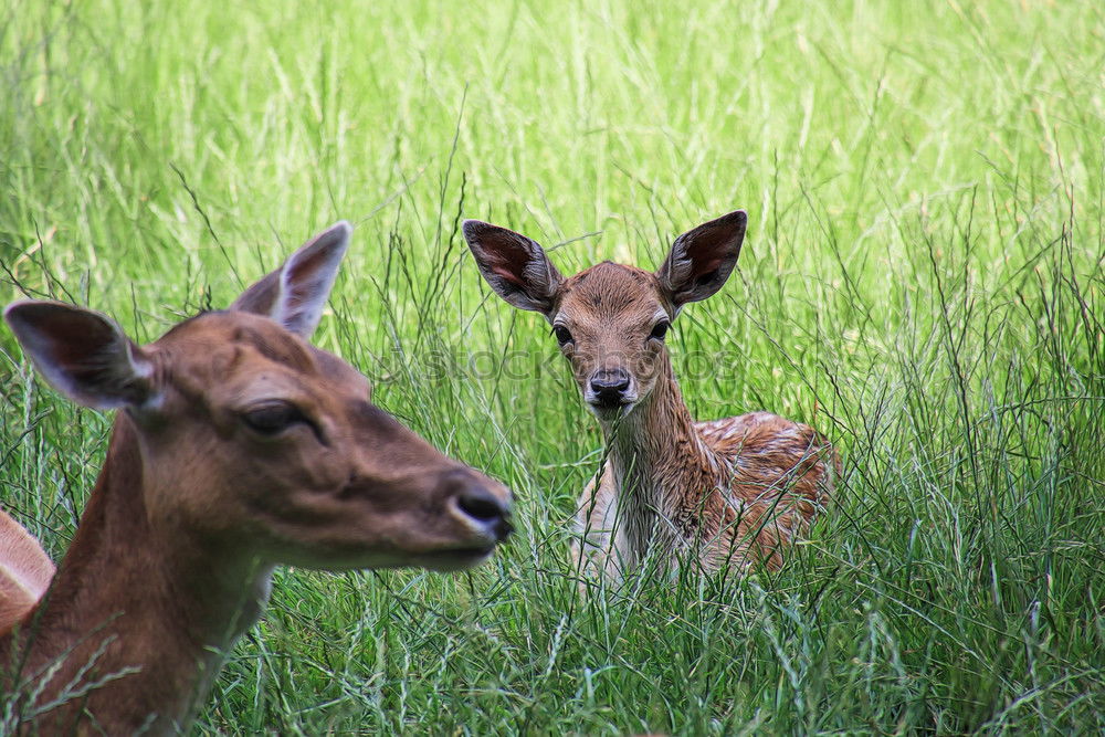 Similar – Image, Stock Photo What we call ourselves stays between us, rabbit!