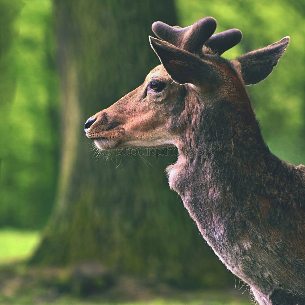 Similar – Image, Stock Photo fawn Nature Grass Meadow