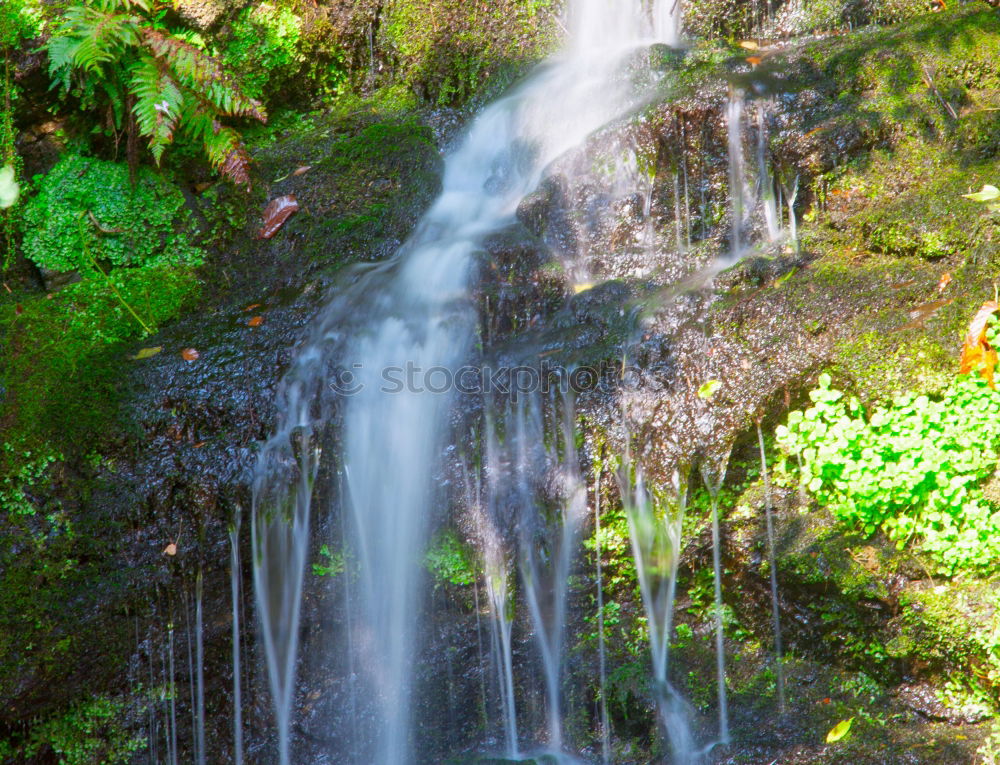 Similar – Image, Stock Photo Bear Guard Gorge Nature