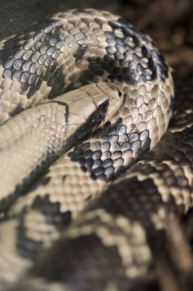 Similar – Image, Stock Photo macro portrait of beautiful european snake