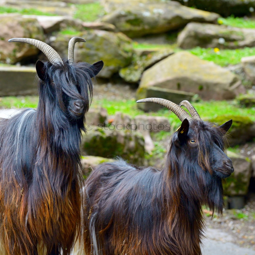 Similar – billy goat with mullet….