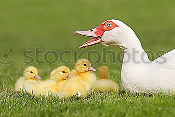 Similar – Image, Stock Photo Childhood memories on a farm.