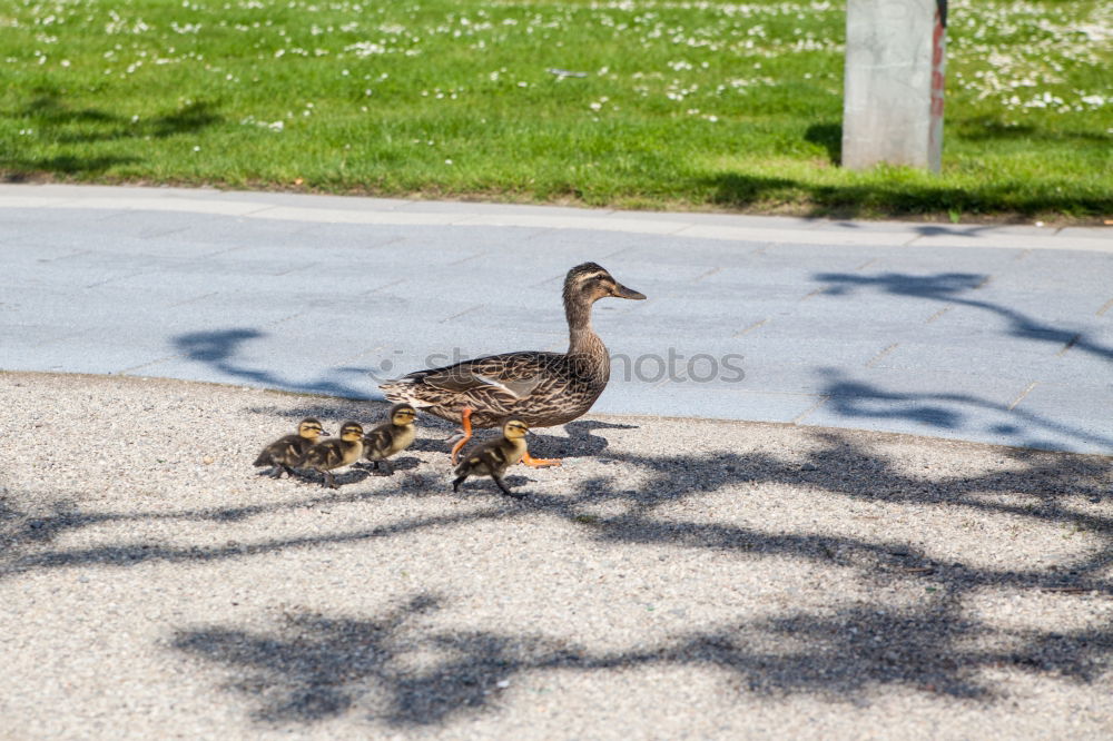 Similar – Sonntagsspaziergang Umwelt