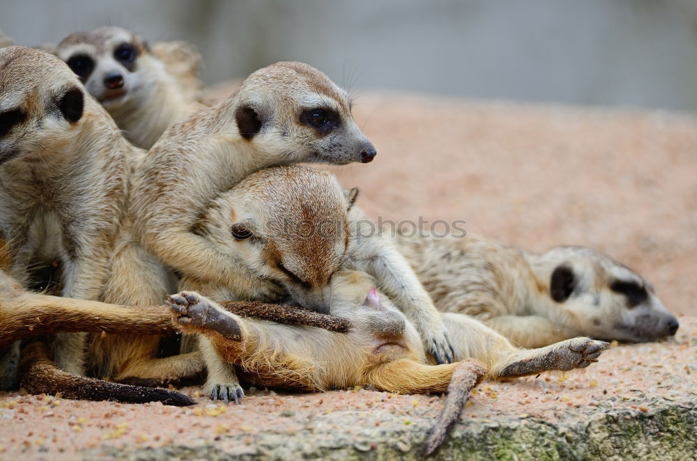 Similar – Image, Stock Photo cute trio Animal Earth Zoo