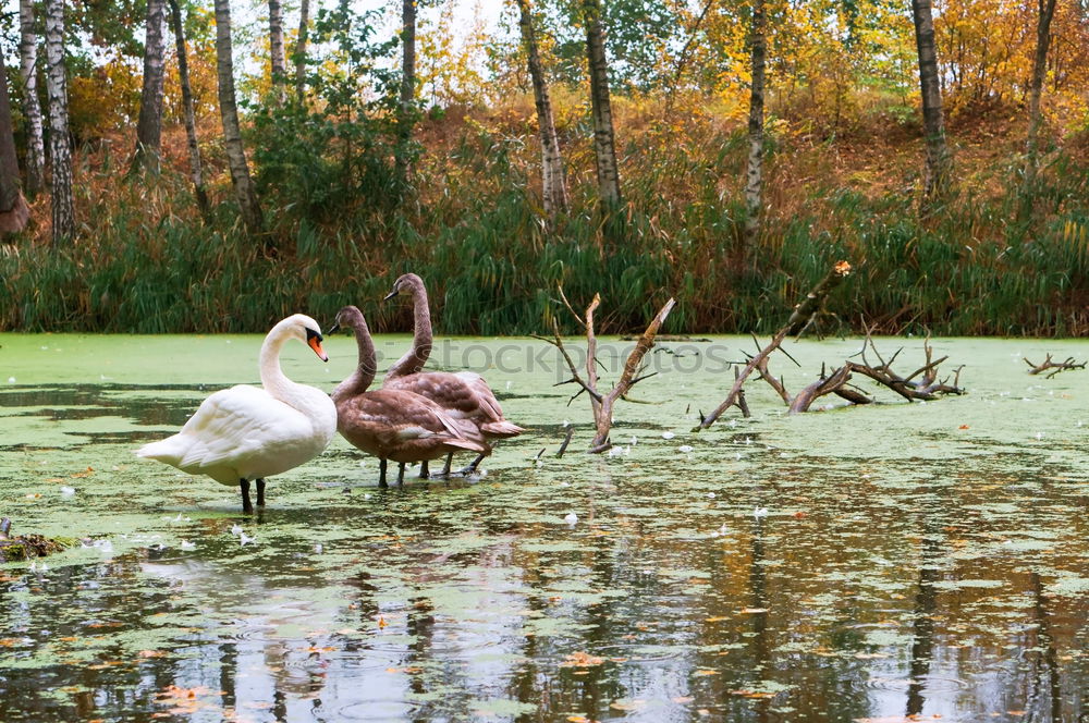 Similar – schwäne am abend Schwan