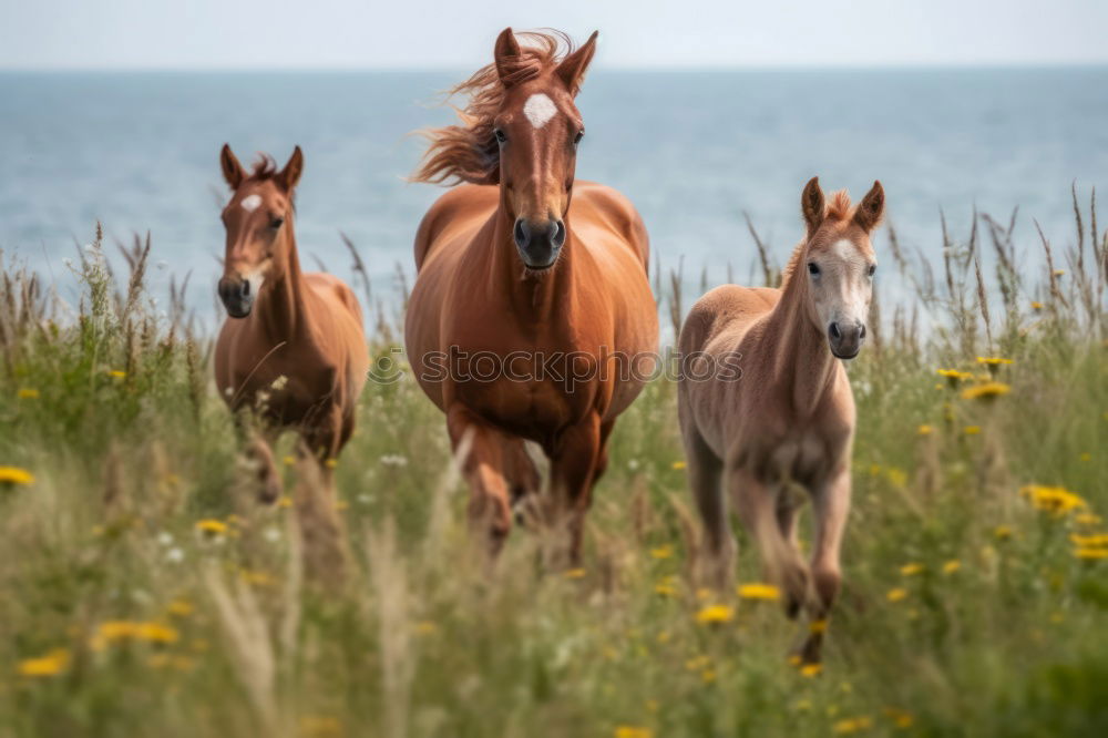 Similar – herd of horses Horse Brown