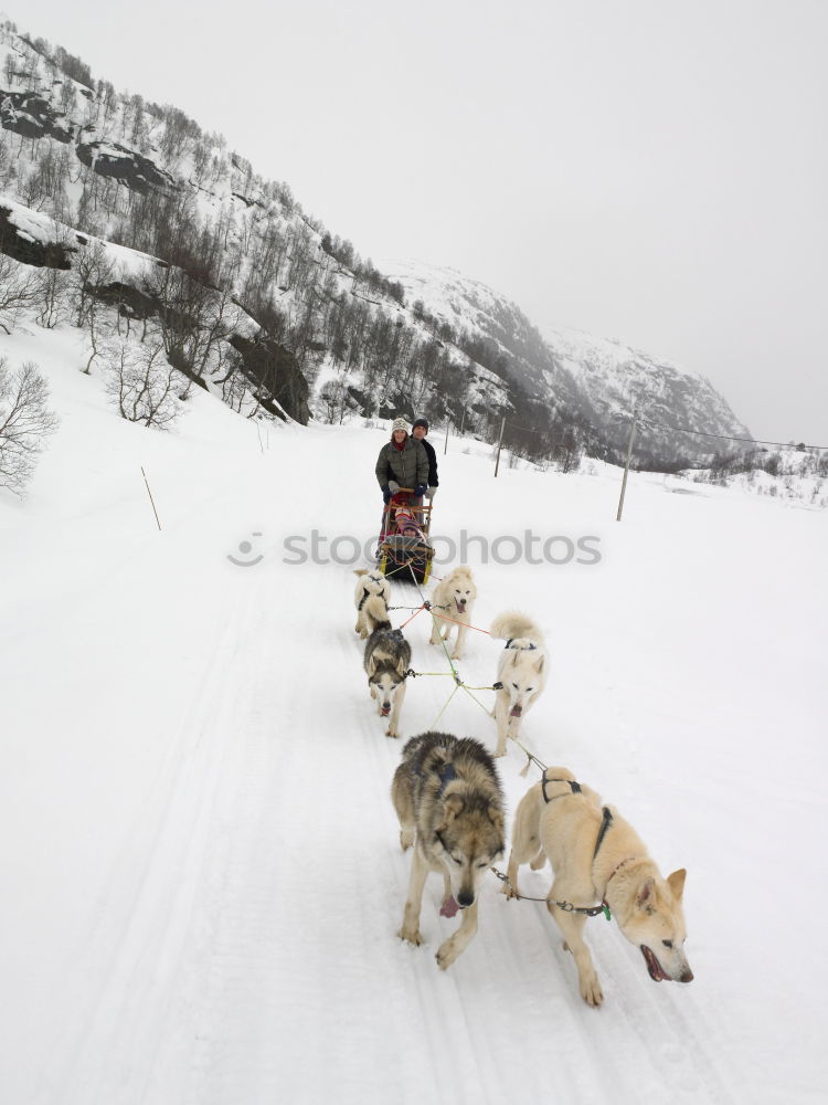 Similar – Image, Stock Photo Dog team in front of a dog sled after a sled ride