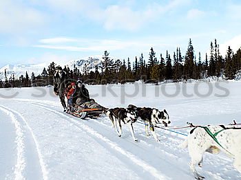Similar – Image, Stock Photo Sleigh ride with huskies in Tromsö, Norway