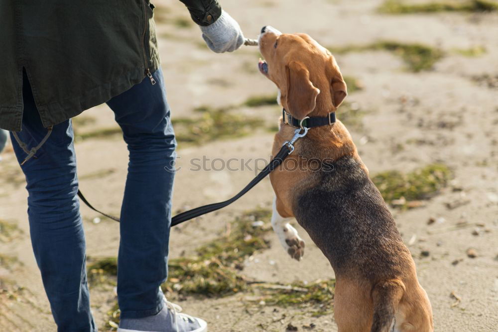 Similar – Dogs running near waving sea