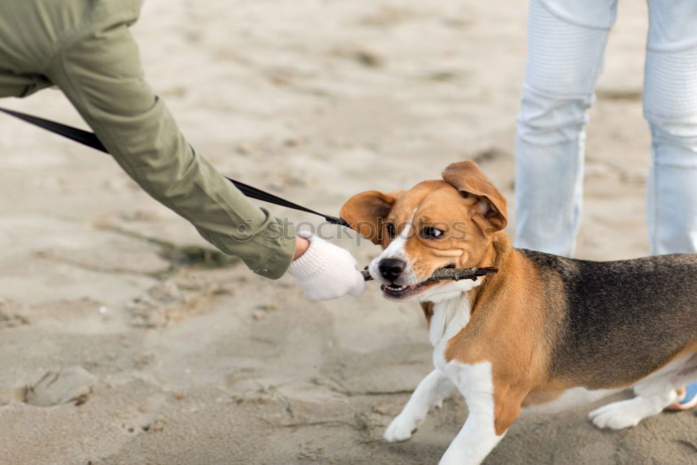 Similar – Image, Stock Photo Group of people with young cute puppy at beach