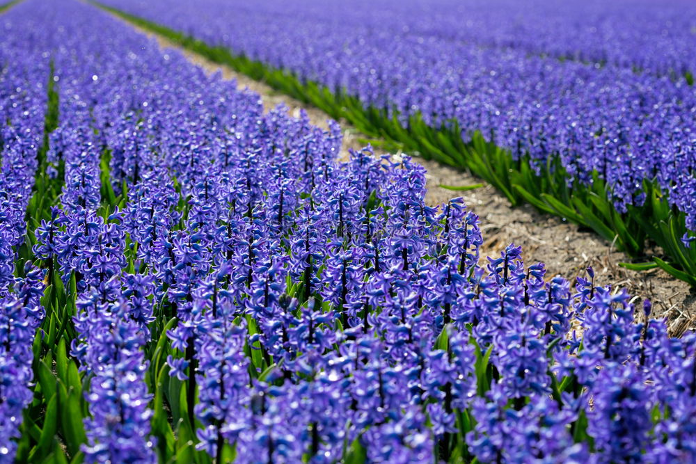 Similar – Traubenhyazinthe blau-violett blühende Blumen in einem Garten