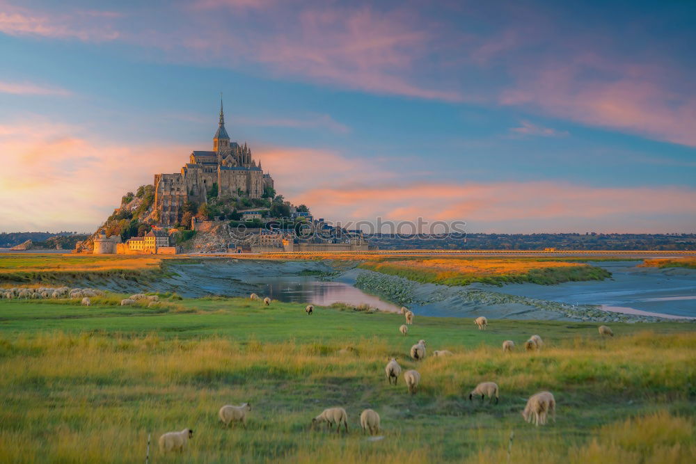 Similar – Mont-Saint-Michel and the sheep