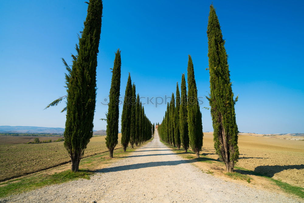 Similar – Typical Tuscany landscape with grape fields