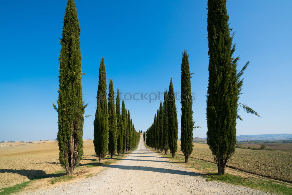 Similar – Typical Tuscany landscape with grape fields