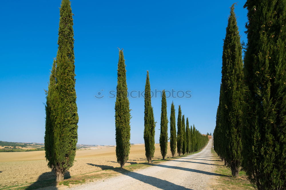 Similar – Typical Tuscany landscape with grape fields