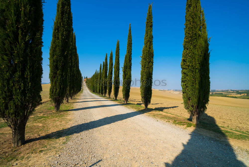 Similar – Cypress trees road