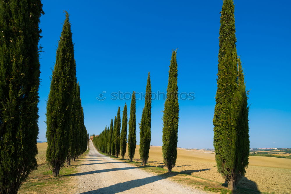 Similar – Typical Tuscany landscape with grape fields