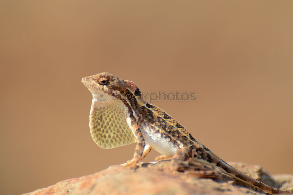 Image, Stock Photo Chameleon I Animal