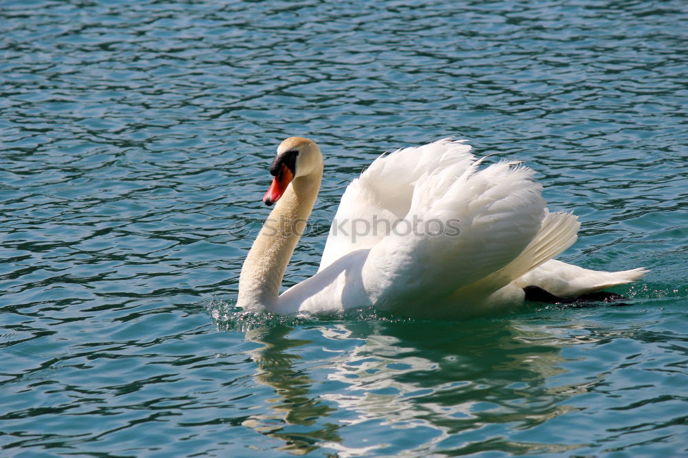 Similar – Swan Family Animal Water