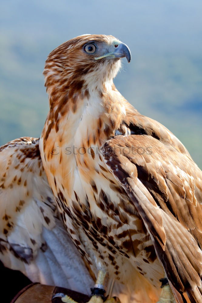 Similar – Image, Stock Photo Home Pet Farm animal