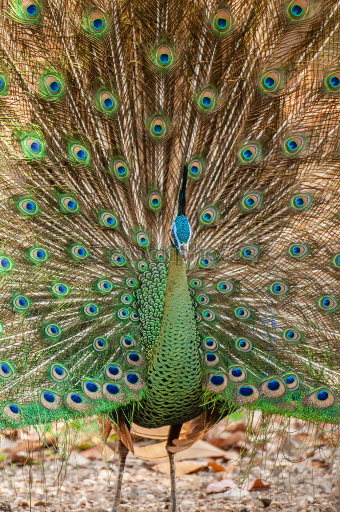 Similar – Blue peacock Animal