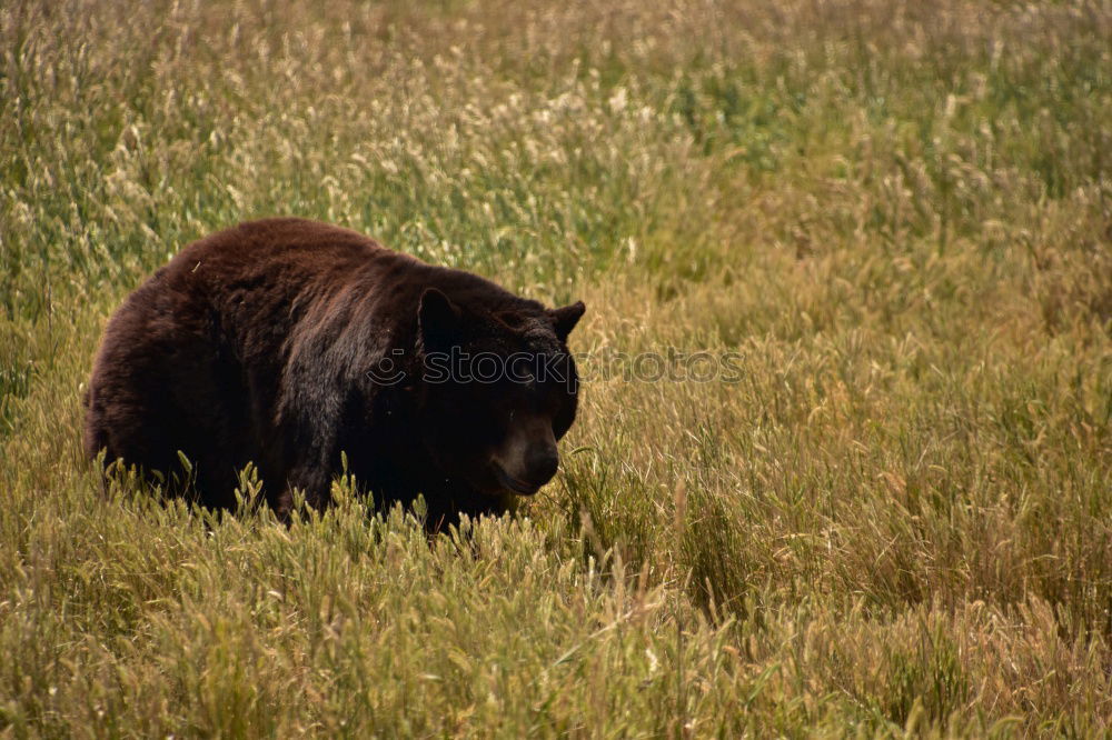 Similar – Image, Stock Photo elk test Autumn Grass