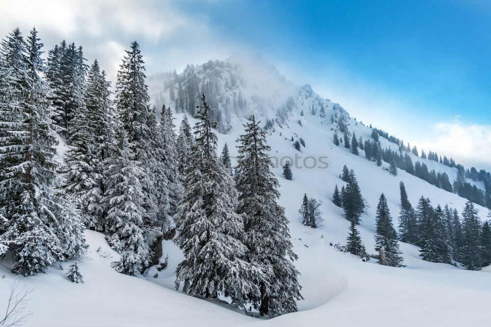 Image, Stock Photo bitter Forest Cold Snow