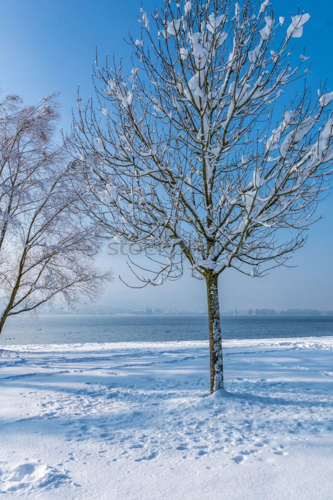 Similar – alone tree Winter Snow Sun