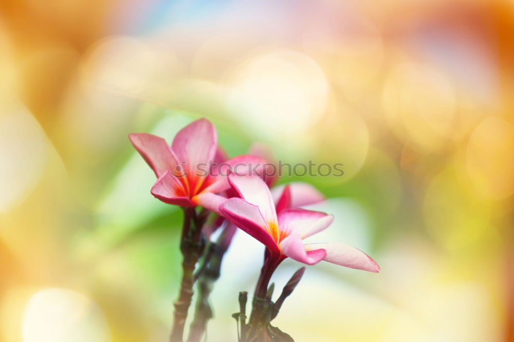 Similar – Image, Stock Photo Frangipani flowers on nature background