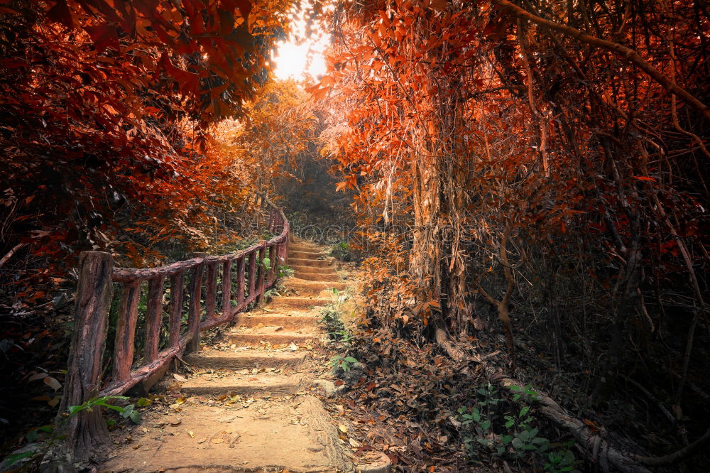 Similar – cemetery path Night