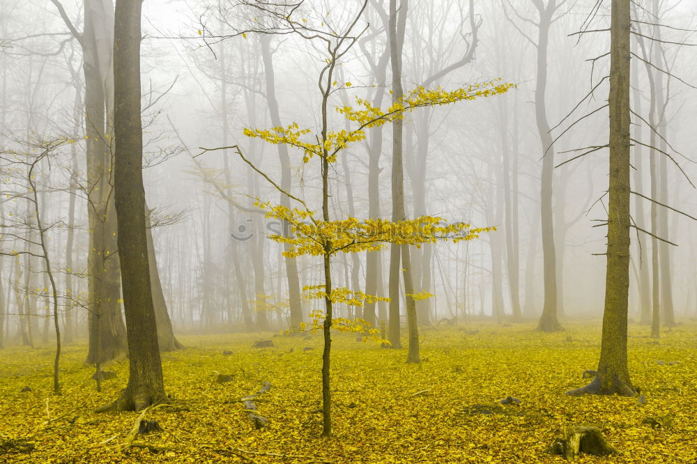 Similar – Fantasy forest with fog and yellow foliage