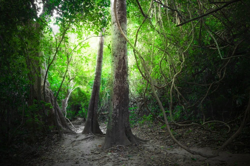 Similar – Image, Stock Photo Landscape with dry trees in water among the greenery against limestone mountain in Trang An, Vietnam