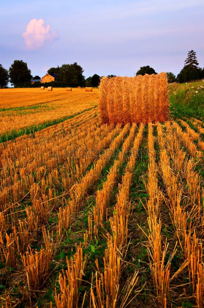 Similar – Image, Stock Photo mid summer Cornfield Field