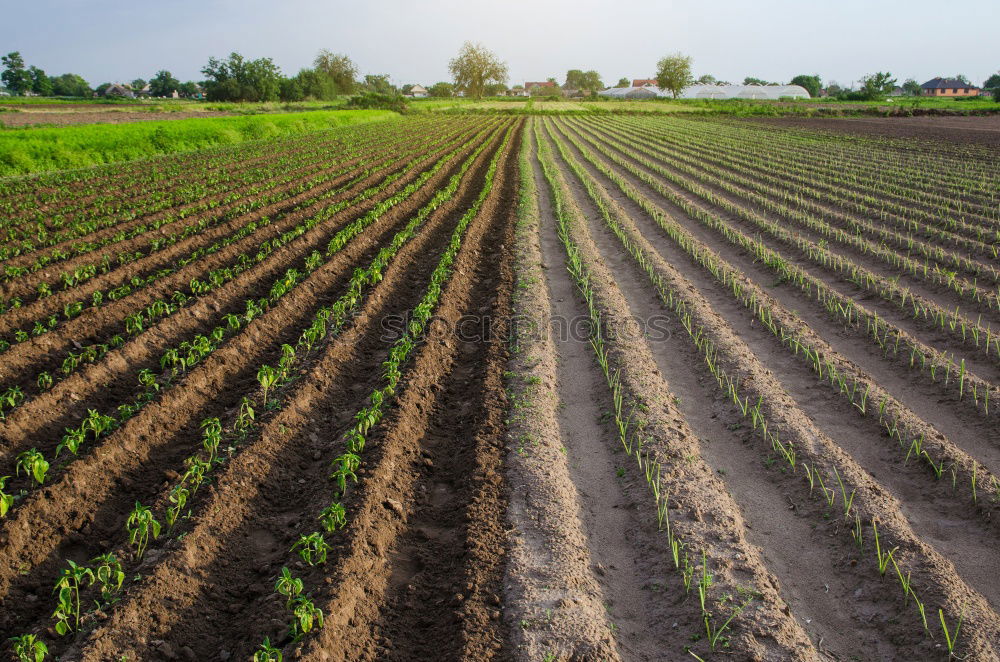 Similar – Image, Stock Photo Plantation of young eggplant seedlings is watered through irrigation canals. European farm, farming. Caring for plants, growing food. Agriculture and agribusiness. Agronomy. Rural countryside