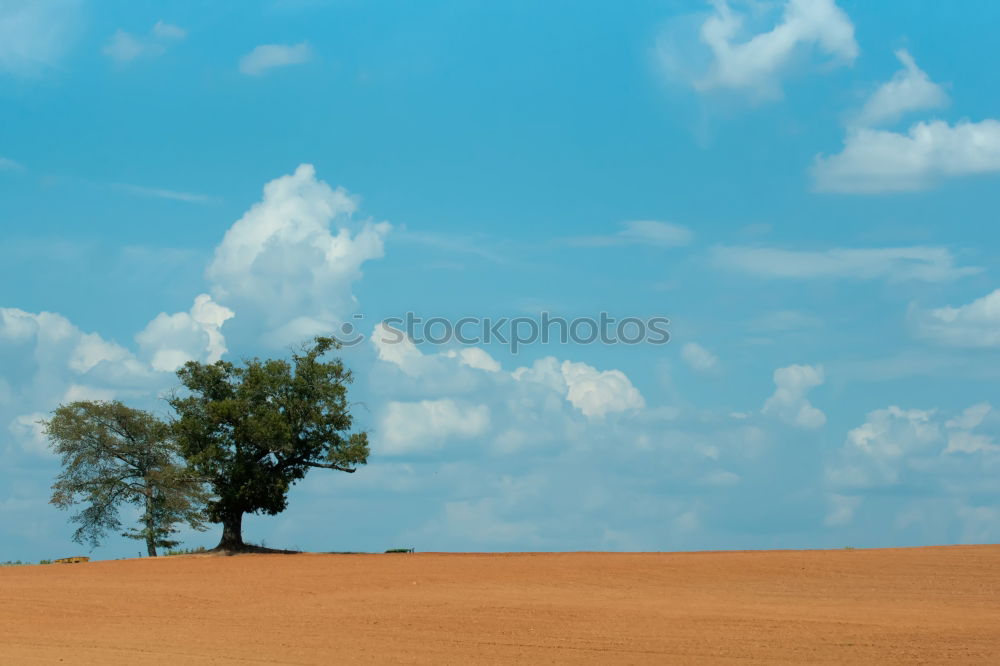 Similar – Image, Stock Photo shrine Happy Summer Plant