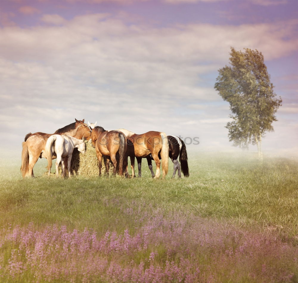 Similar – Image, Stock Photo Icelandic horses in the south of Iceland