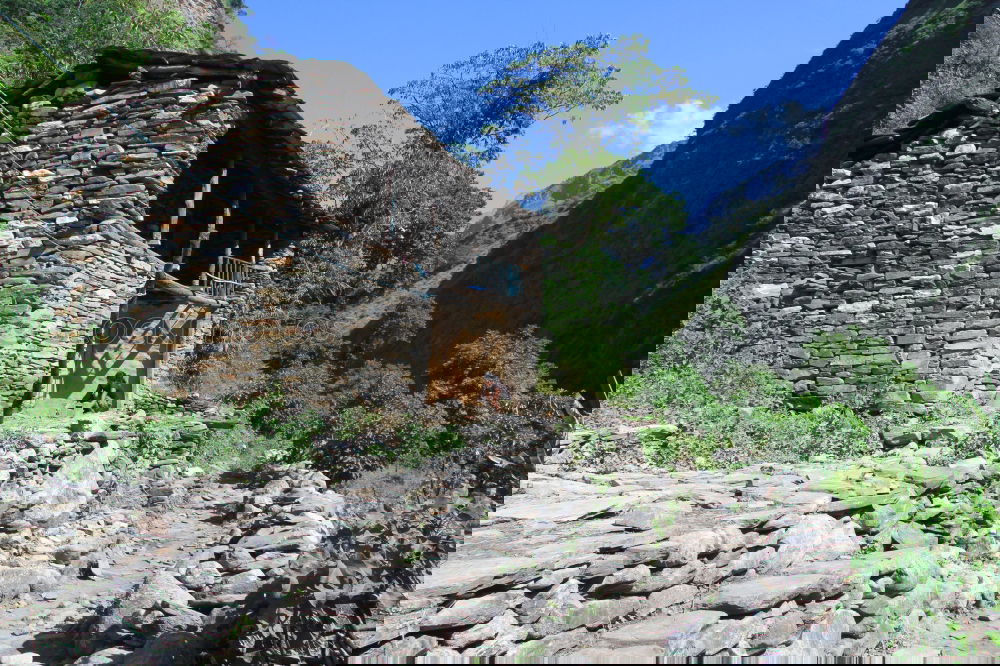 Similar – Foto Bild manali cow ruhig