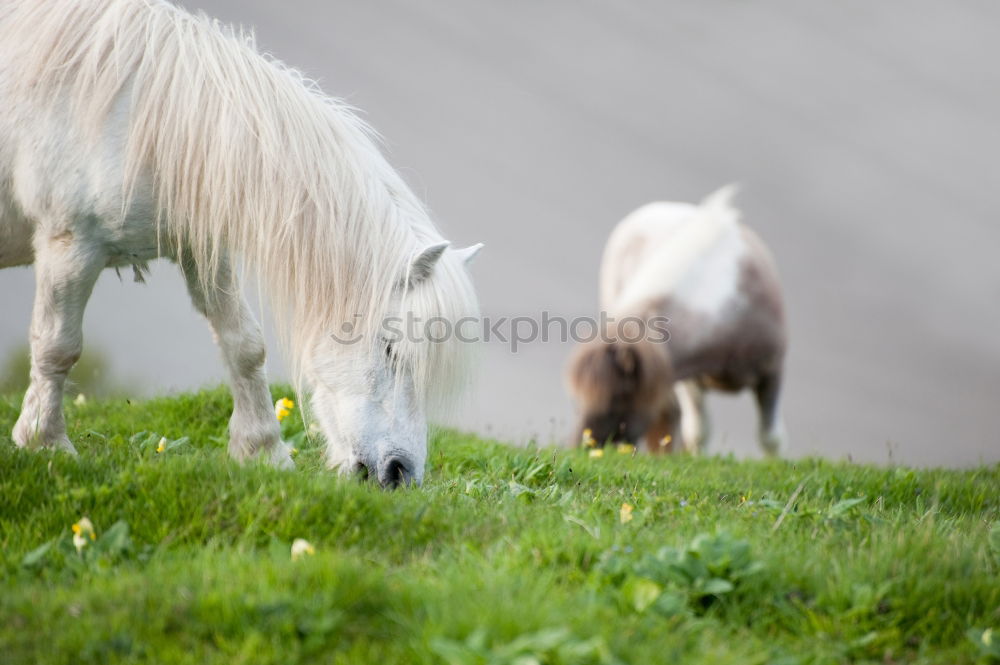 Similar – goat family walking on meadow