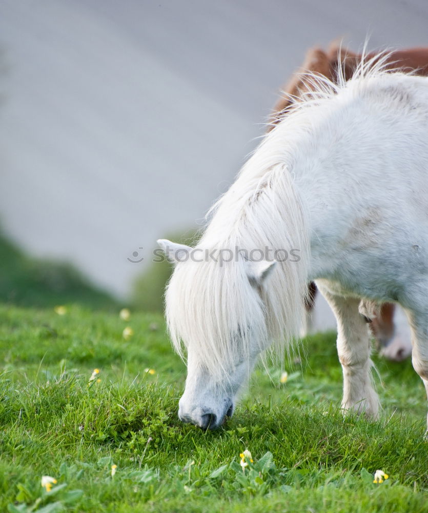 Similar – Image, Stock Photo Moldy Environment Nature