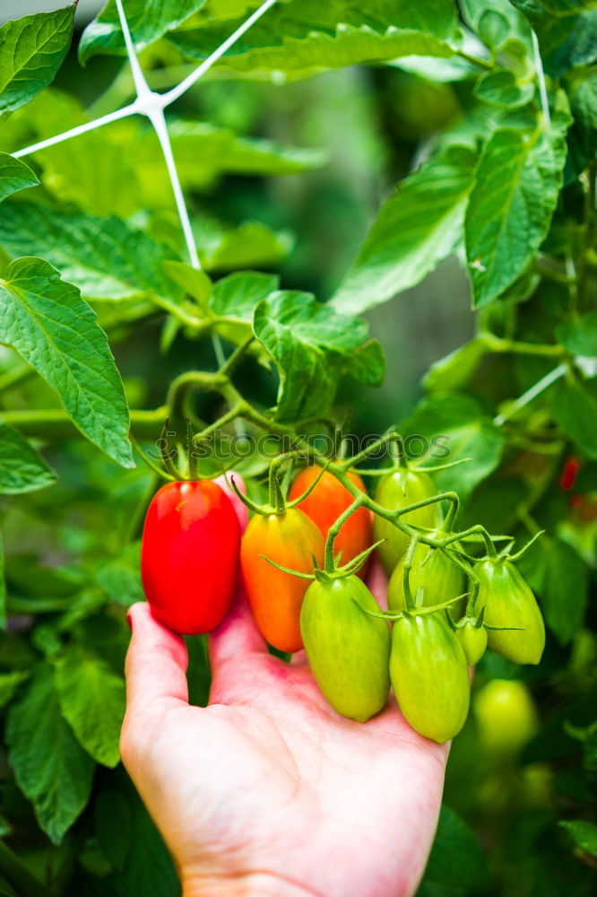 Similar – Image, Stock Photo Tomatoes again Fruit