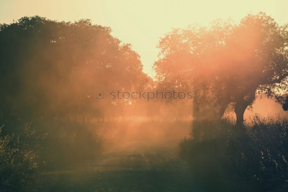 An evening in the olive grove I