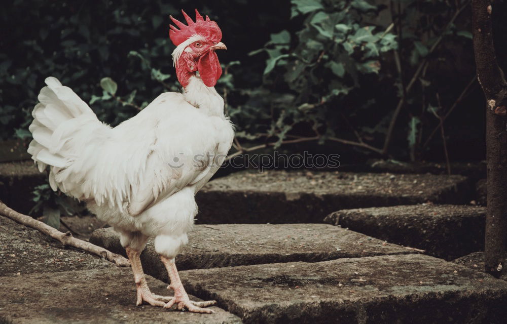 Similar – Image, Stock Photo CHICK CHICK ME | rooster cock cock cock boss boss boss superior